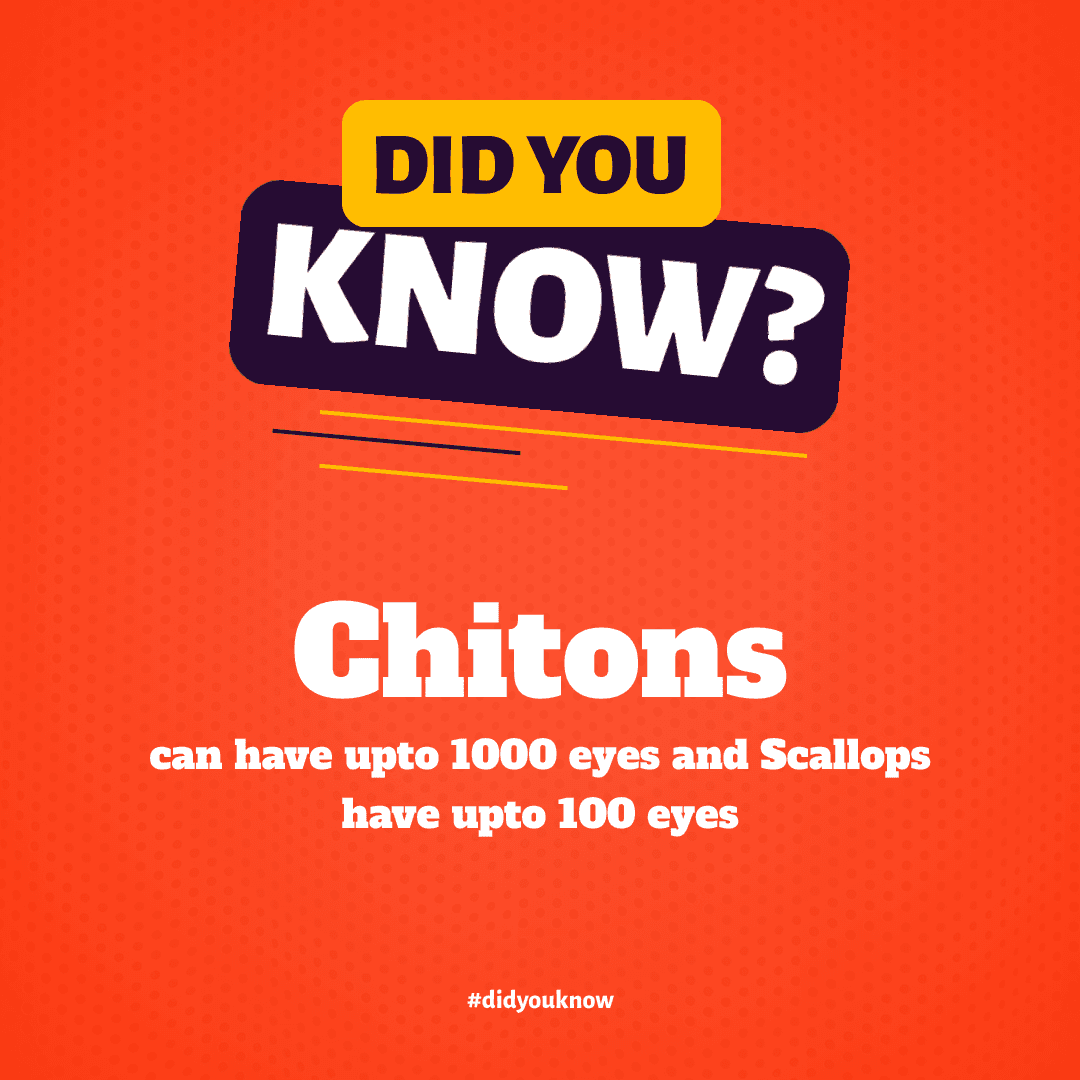 orange-background-illustrated-did-you-know-instagram-post-thumbnail-img