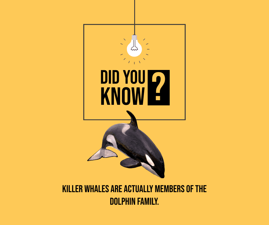 whale-facts-facebook-post-template-thumbnail-img
