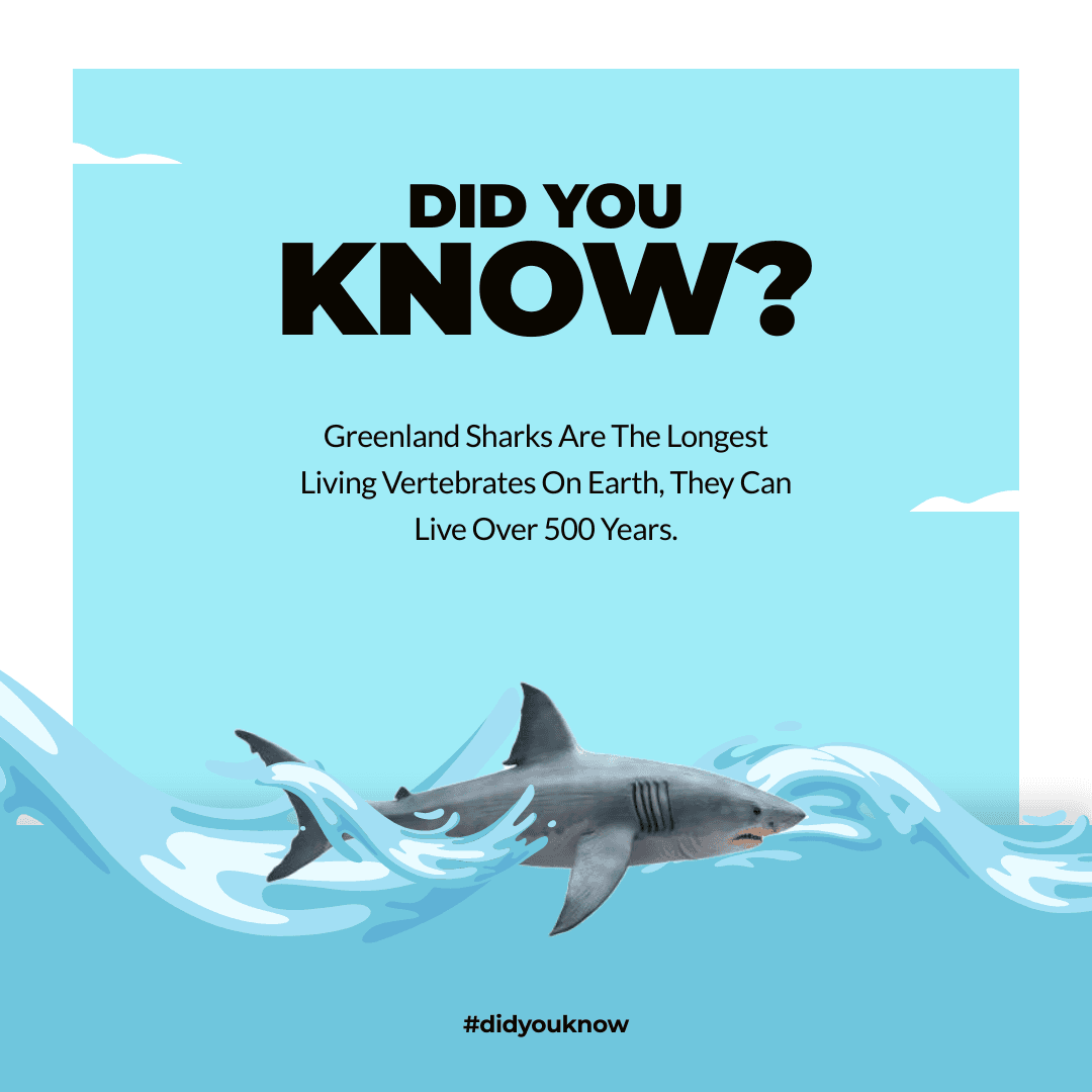 blue-shark-did-you-know-illustration-instagram-post-thumbnail-img