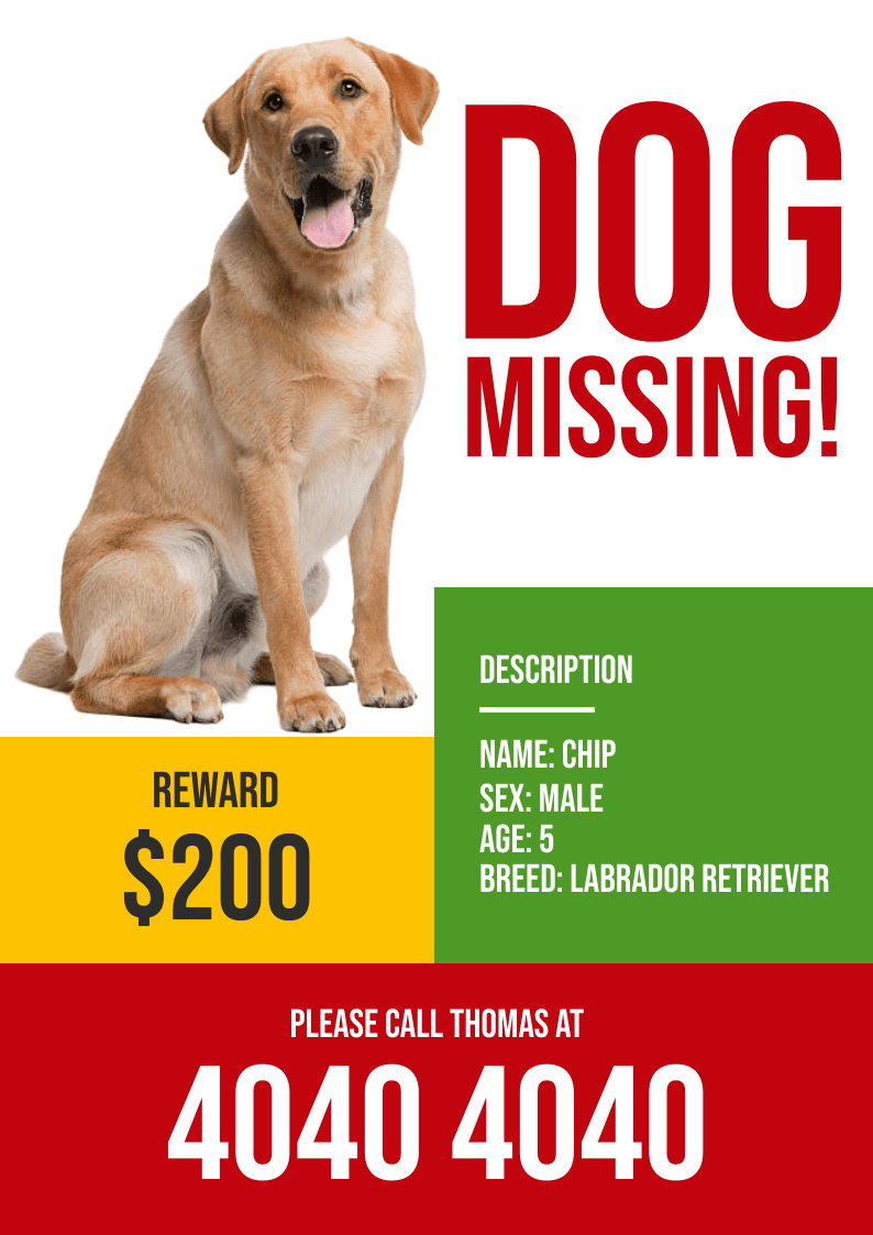 white-background-labrador-retriever-missing-flyer-template-thumbnail-img