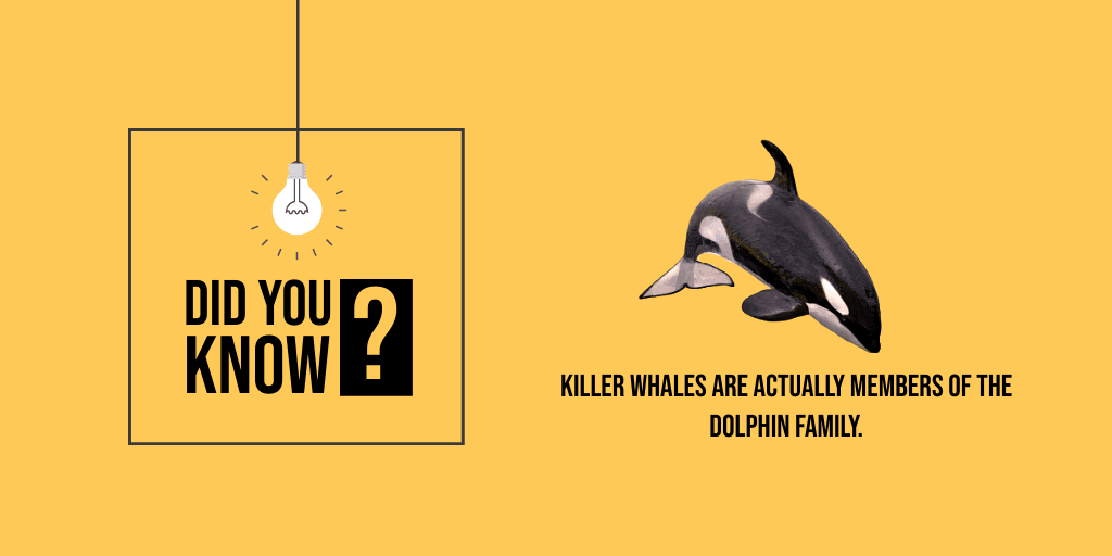 whale-facts-twitter-post-template-thumbnail-img