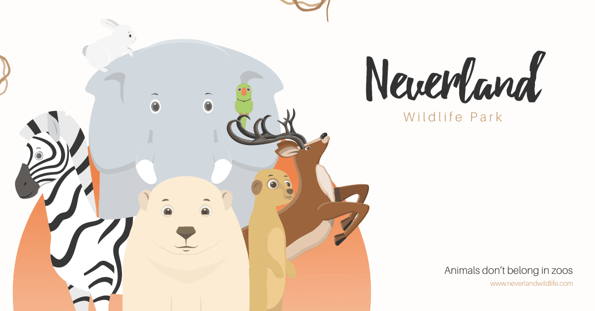 rabbit-elephant-zebra-and-other-animals-neverland-wildlife-park-free-facebook-ad-template-thumbnail-img