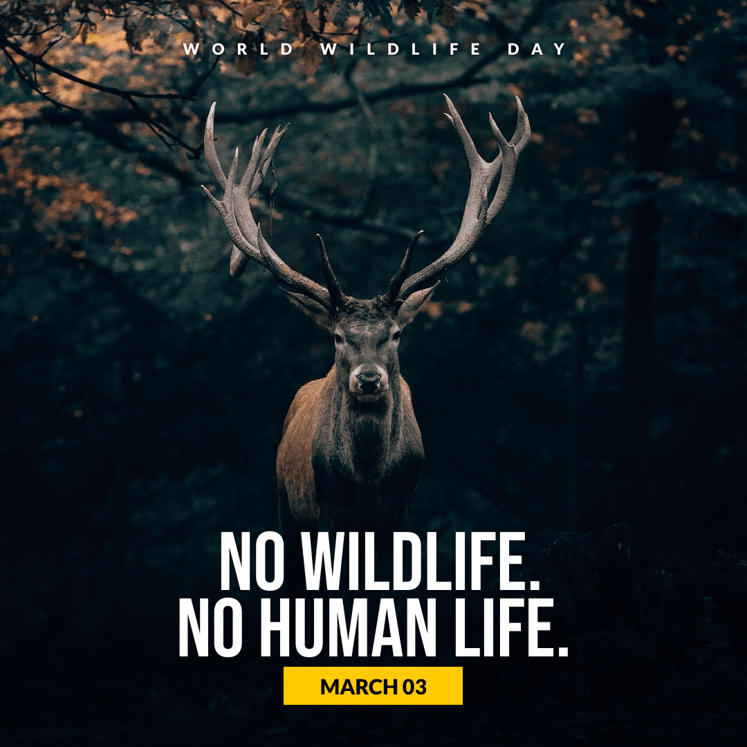 reindeer-illustrated-world-wildlife-day-instagram-post-template-thumbnail-img
