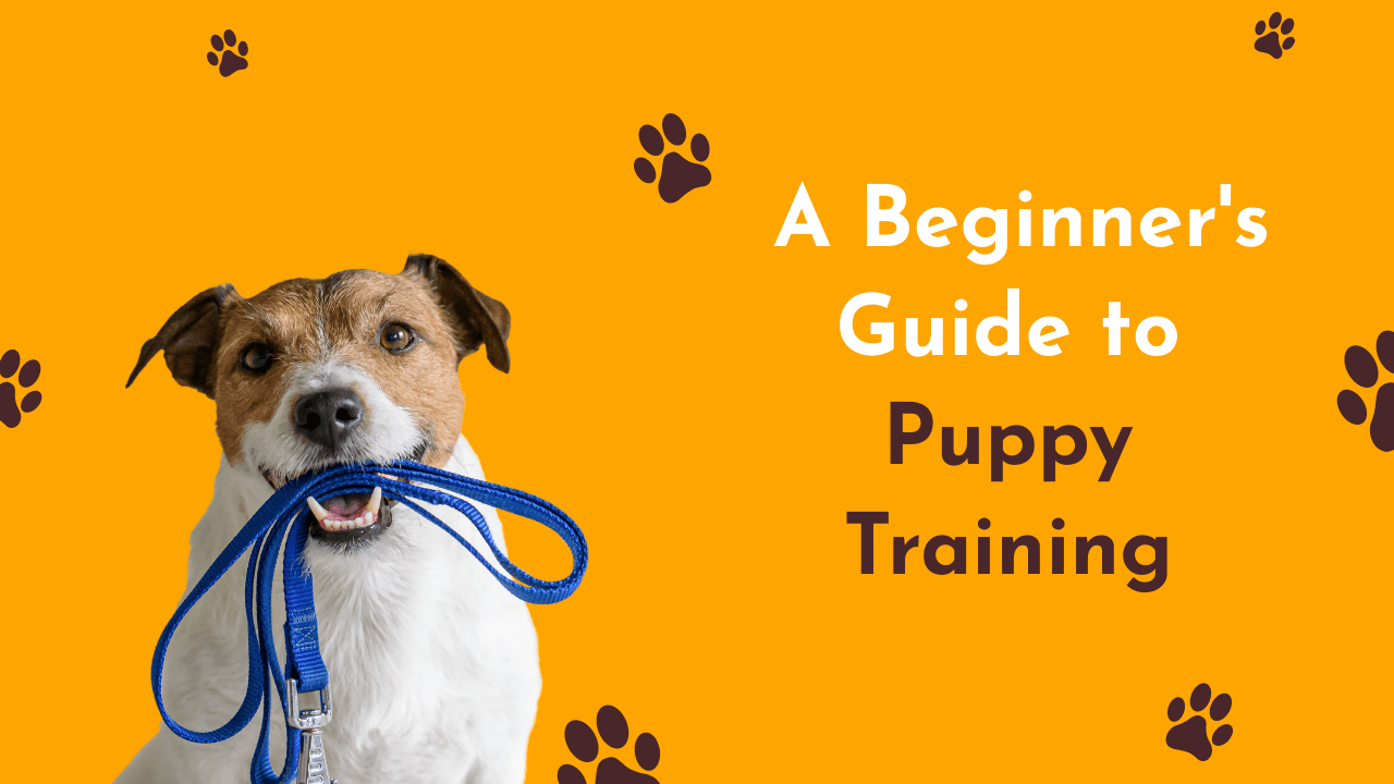 dog-holding-a-blue-leash-in-its-mouth-youtube-thumbnail-thumbnail-img