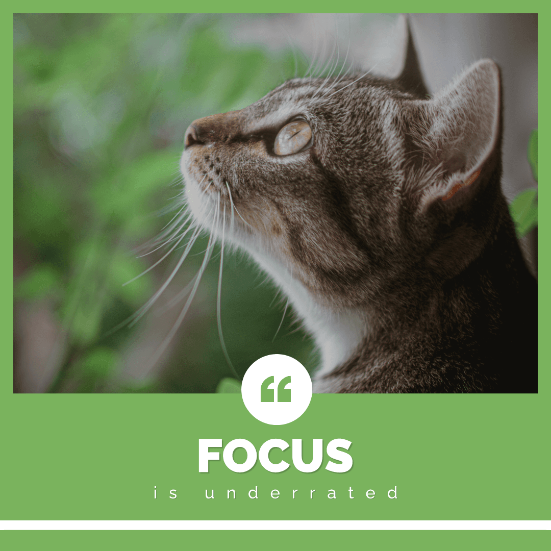 green-cat-focus-is-underrated-instagram-post-template-thumbnail-img