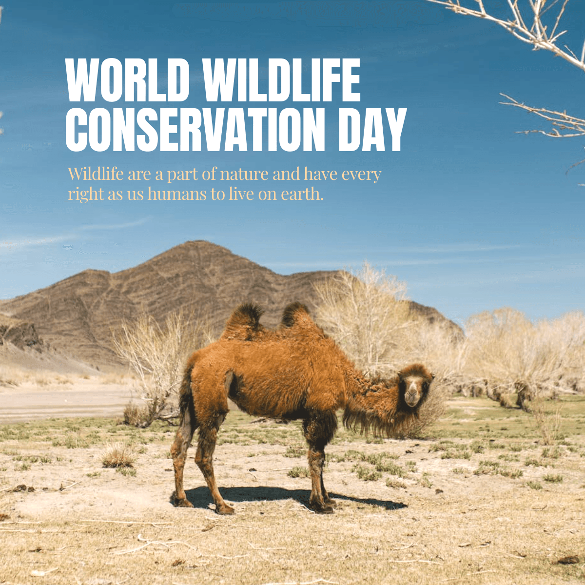 world-wildlife-conservation-day-linkedin-post-template-thumbnail-img