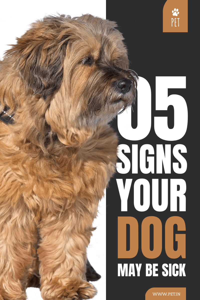furry-brown-puppy-signs-your-dog-maybe-sick-blog-graphics-thumbnail-img