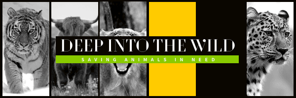 wild-animals-background-save-wildlife-email-header-thumbnail-img