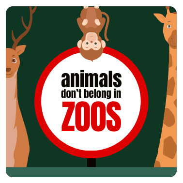 green-animals-do-not-belong-in-zoos-sticker-template-thumbnail-img