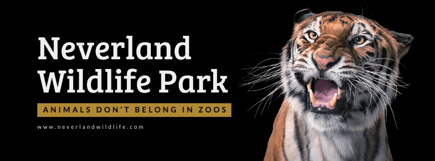 black-background-tiger-neverland-wildlife-park-facebook-cover-template-thumbnail-img