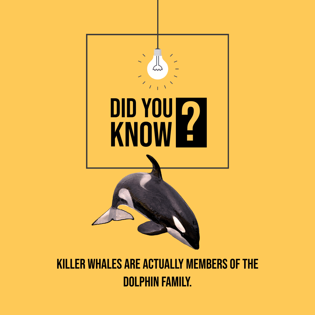 whale-facts-instagram-post-template-thumbnail-img