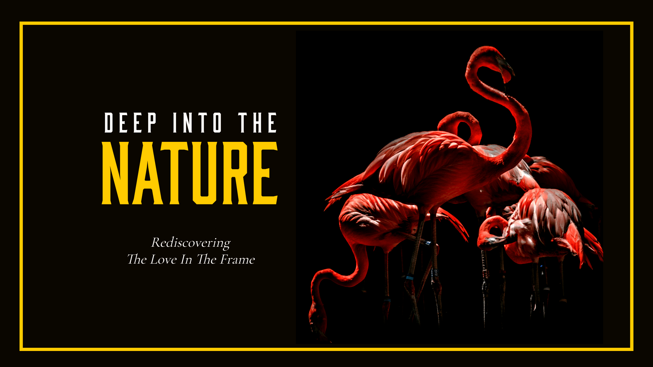 black-background-flamingos-deep-into-the-nature-blog-banner-template-thumbnail-img