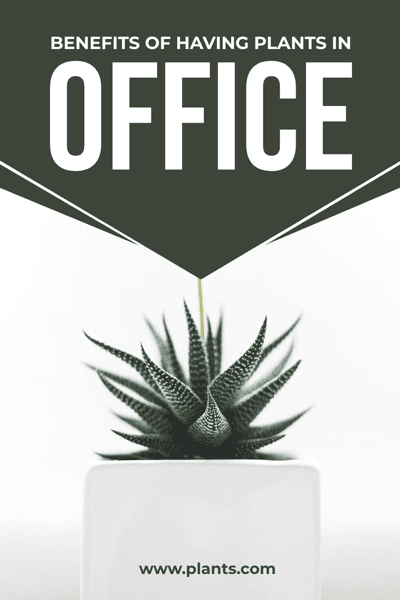 plant-in-white-cearmic-pot-plants-in-office-blog-banner-graphics-thumbnail-img