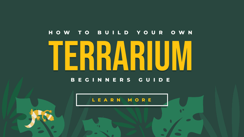 green-how-to-build-your-own-terrarium-twitter-ad-template-thumbnail-img