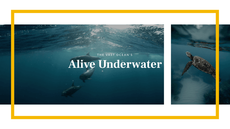 deep-sea-shark-and-tortoise-underwater-scenery-youtube-channel-art-thumbnail-img